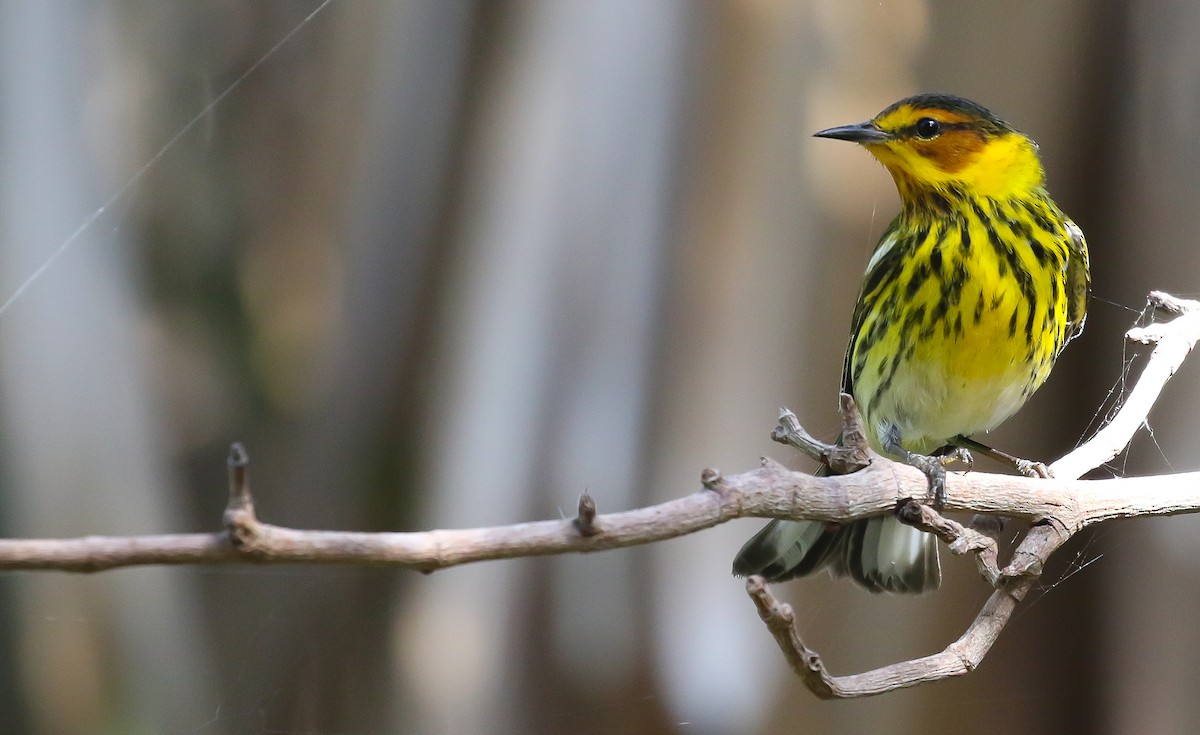 Cape May Warbler - ML618107234