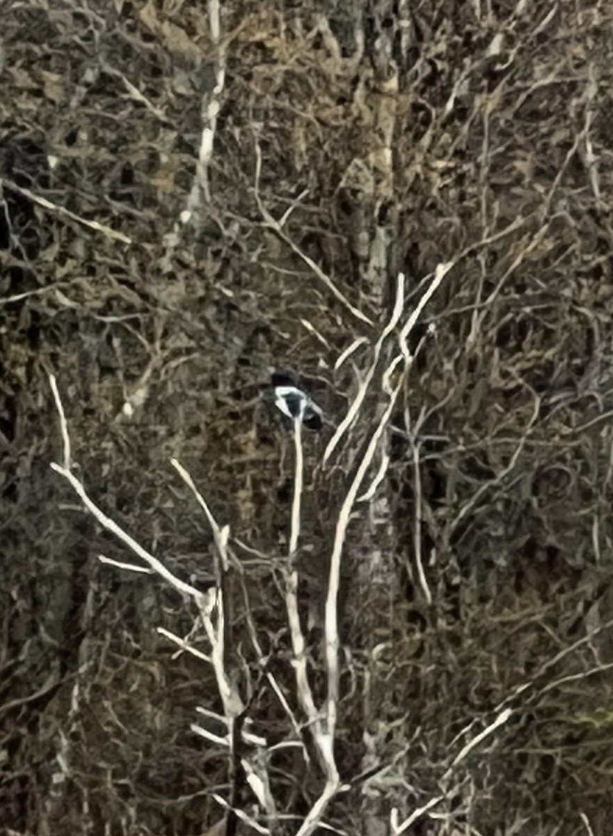 Belted Kingfisher - ML618107241