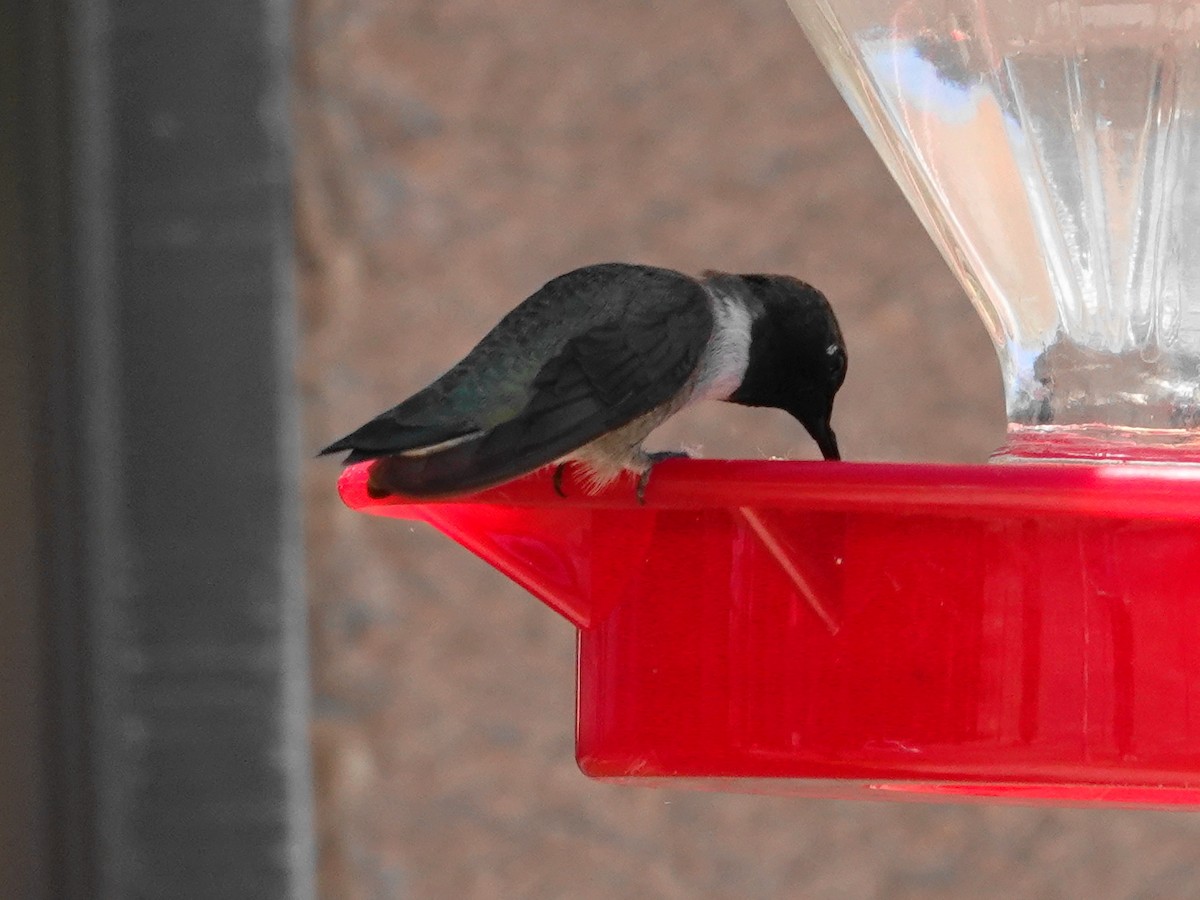 Black-chinned Hummingbird - ML618107251
