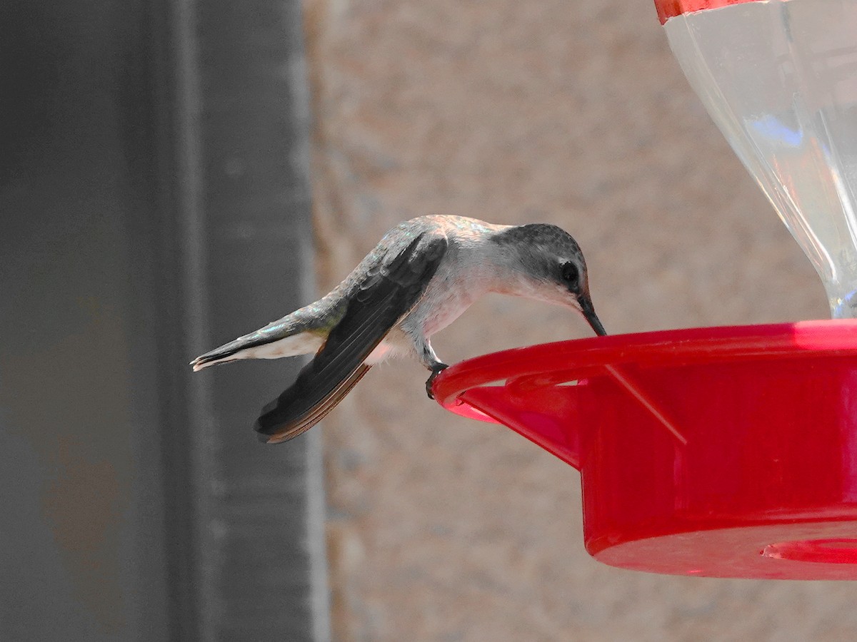 Black-chinned Hummingbird - ML618107252