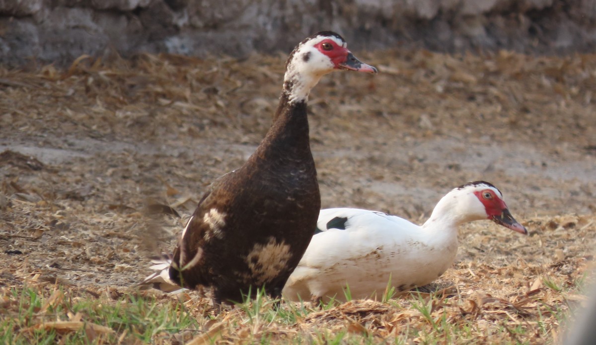 Muscovy Duck (Domestic type) - Oliver  Komar