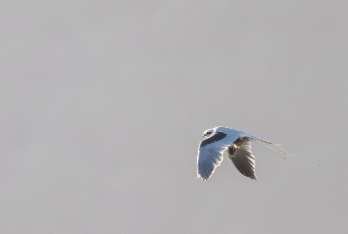 White-tailed Kite - ML618107294