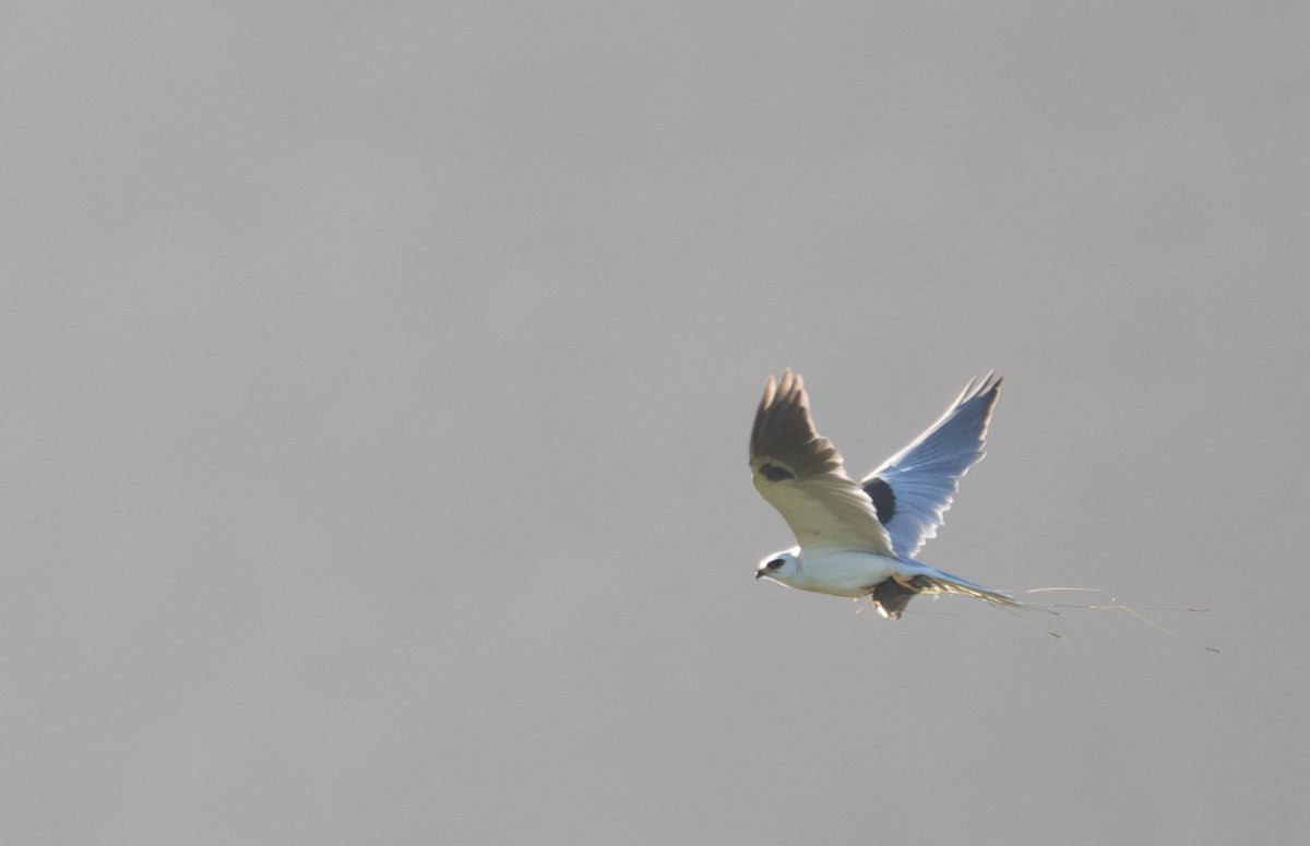 White-tailed Kite - Herb Elliott