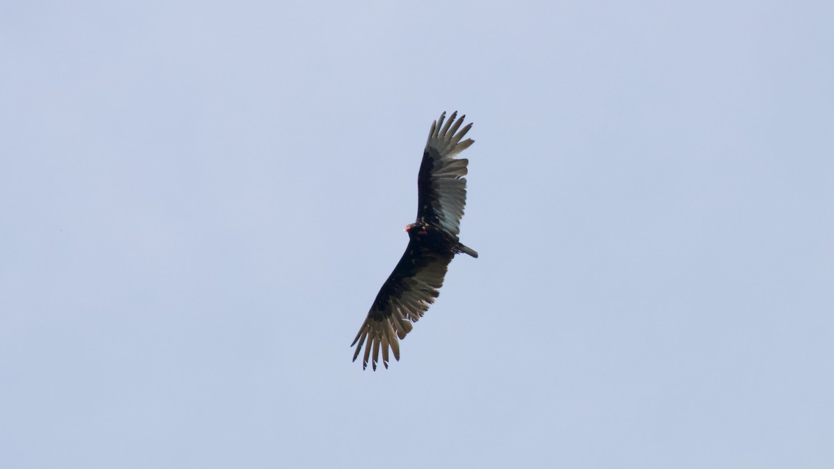 Turkey Vulture - ML618107306