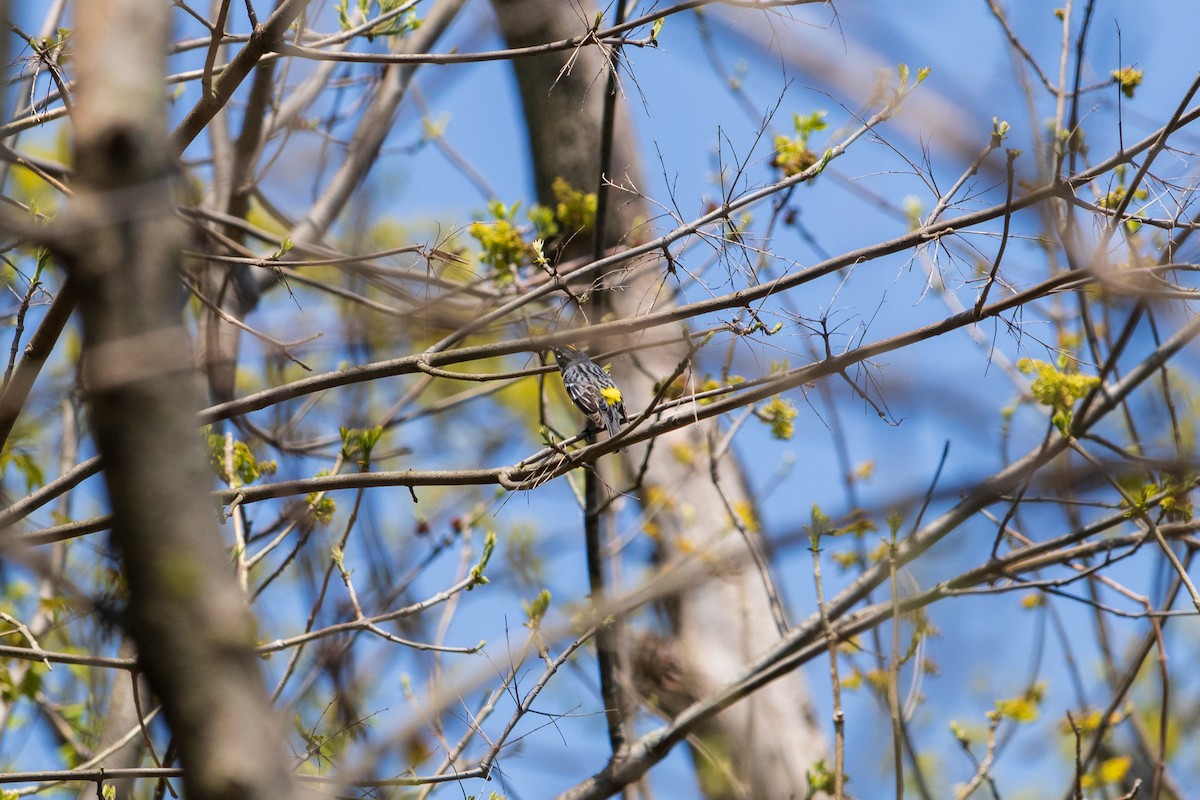 Yellow-rumped Warbler - Shiloh S