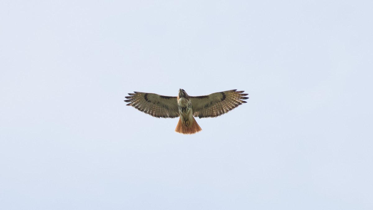 Red-tailed Hawk - ML618107333