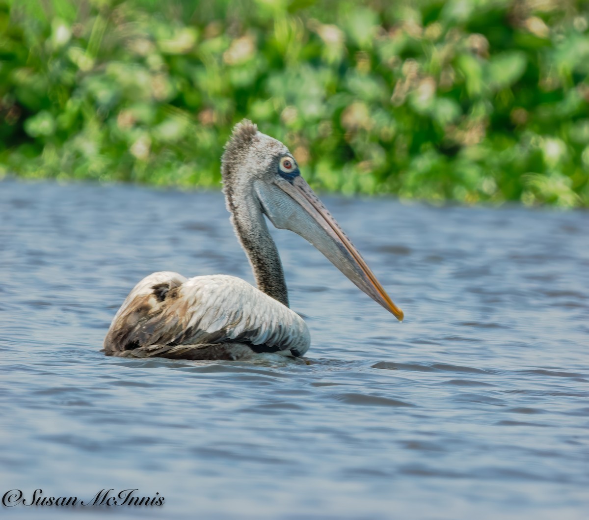 Spot-billed Pelican - Susan Mac