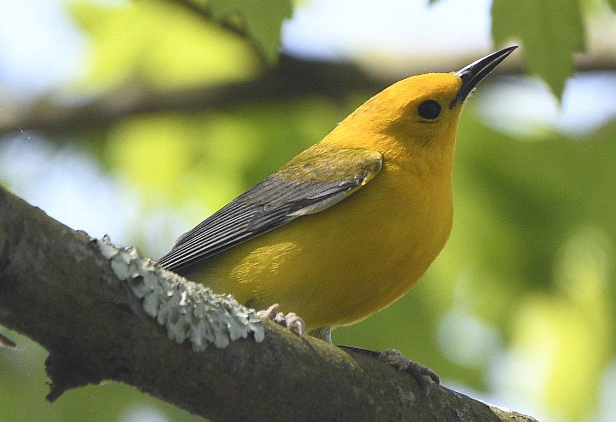 Prothonotary Warbler - ML618107351