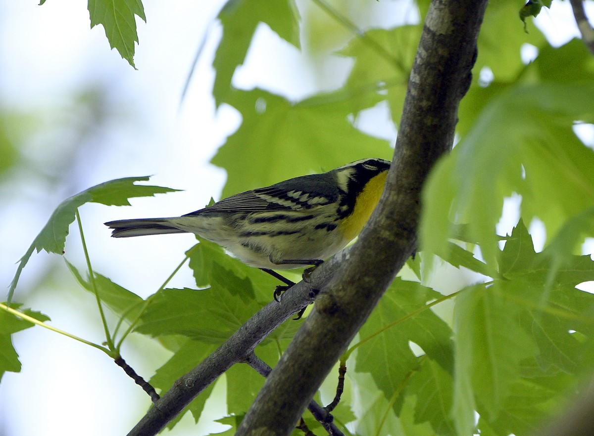 Yellow-throated Warbler - Igor Sokolov