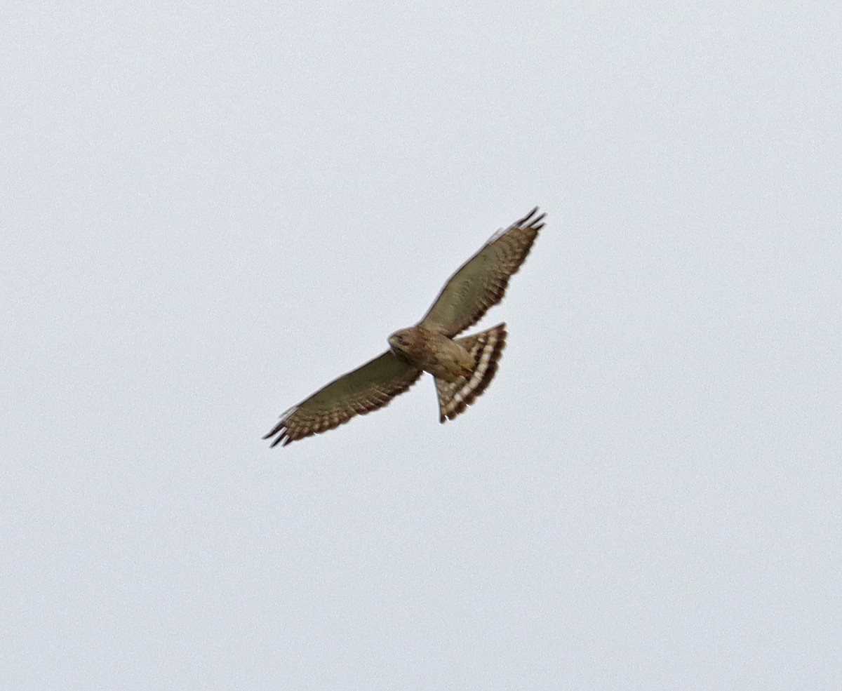 Broad-winged Hawk - ML618107407
