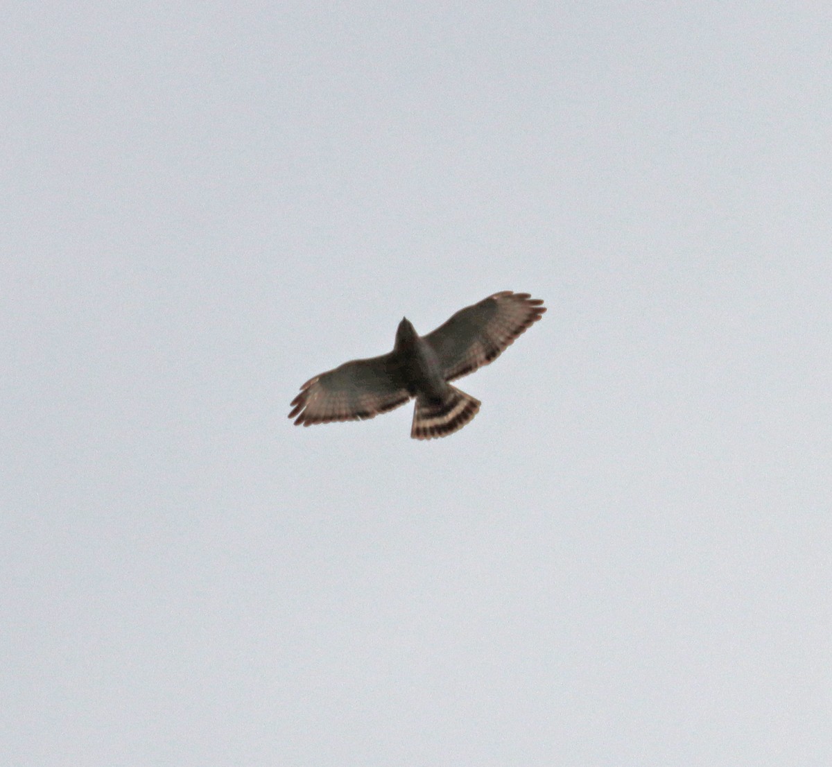 Broad-winged Hawk - ML618107409