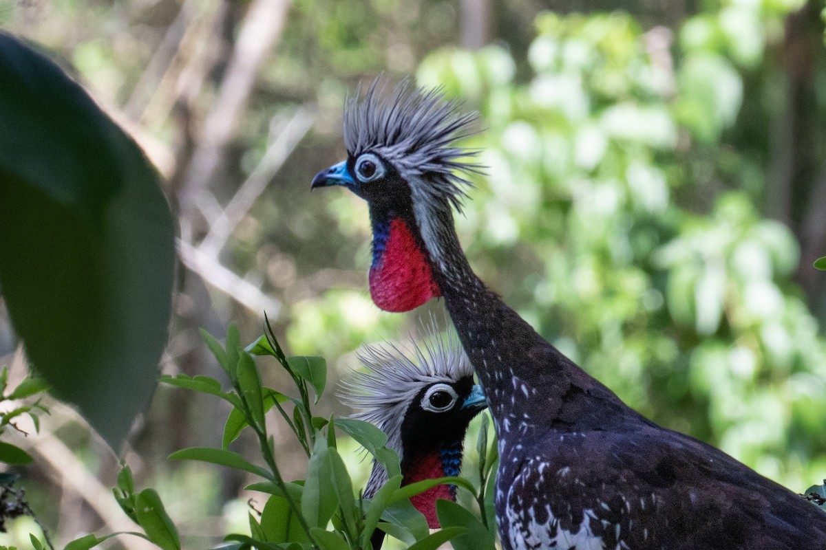 Black-fronted Piping-Guan - ML618107413