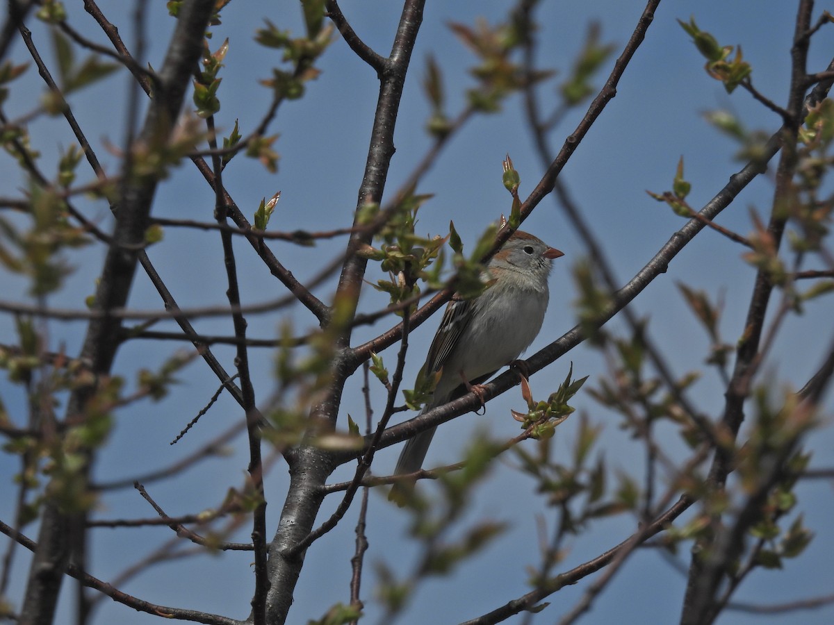 Field Sparrow - ML618107432