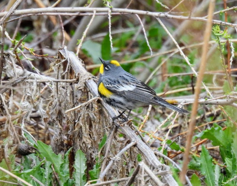 Yellow-rumped Warbler (Audubon's) - patricia kuzma sell