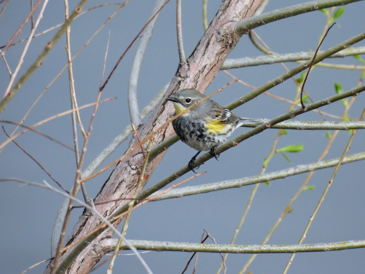 Yellow-rumped Warbler - patricia kuzma sell