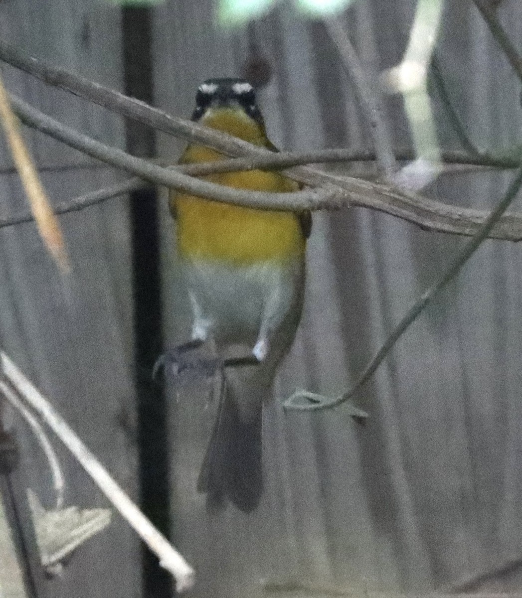 Yellow-breasted Chat - ML618107485