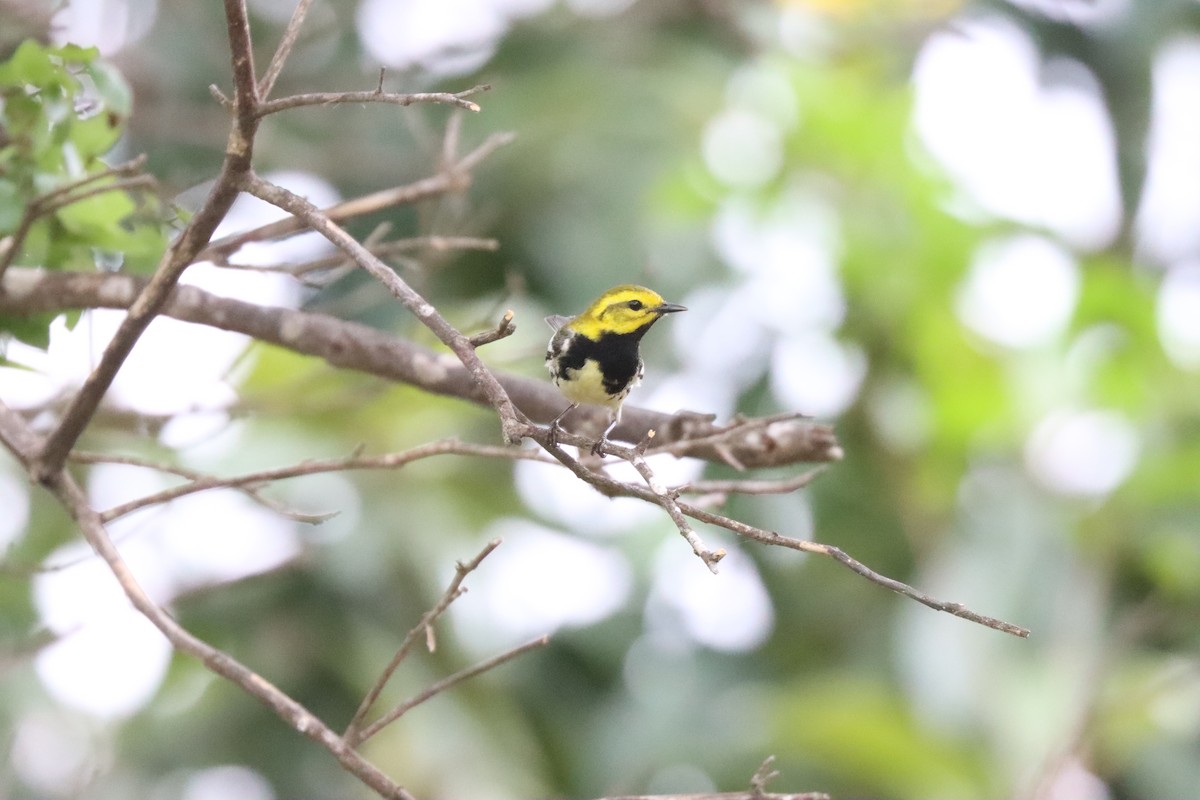Black-throated Green Warbler - Michelle Cano 🦜