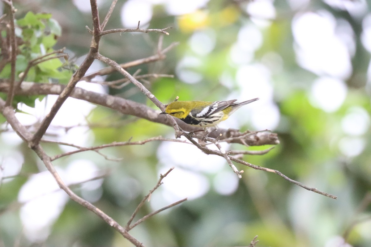 Black-throated Green Warbler - Michelle Cano 🦜