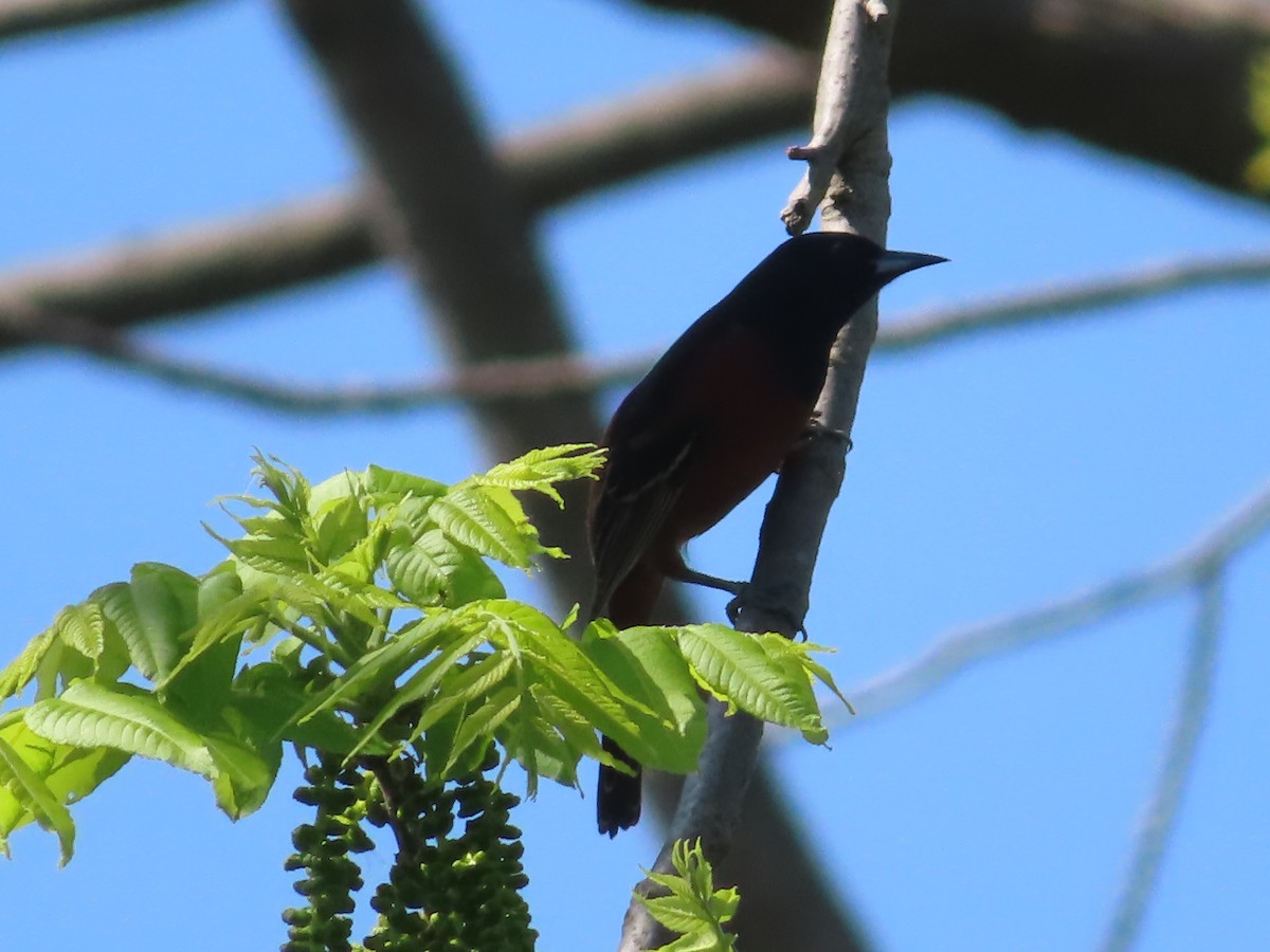 Orchard Oriole - ML618107537