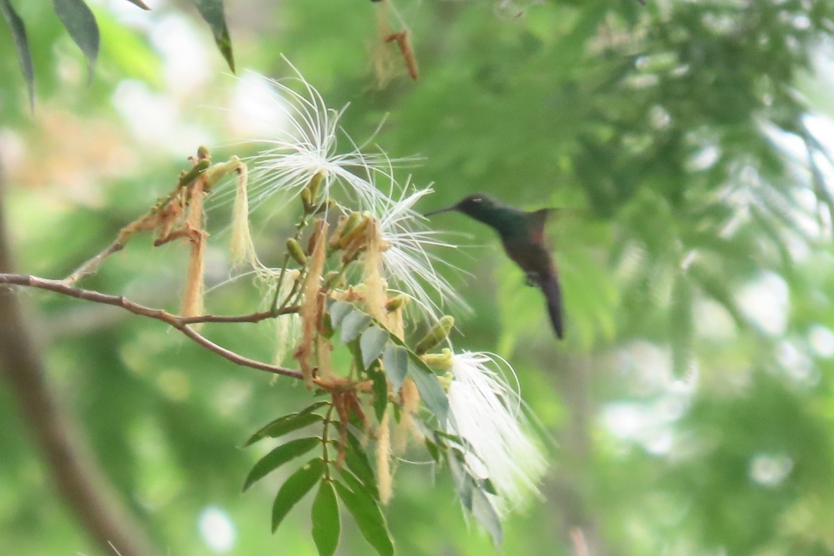 Blue-tailed Hummingbird - ML618107563
