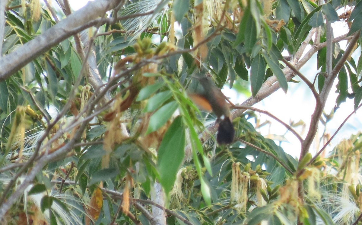 Blue-tailed Hummingbird - ML618107565