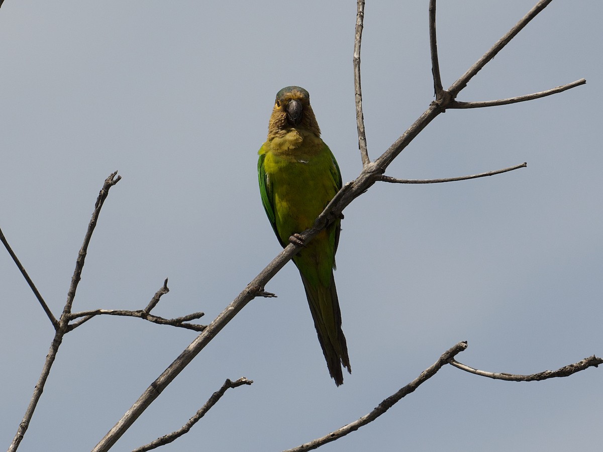 Brown-throated Parakeet - ML618107568