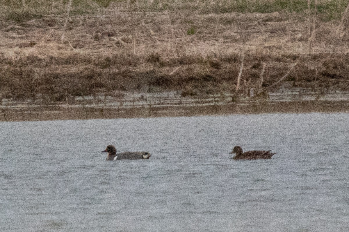 Green-winged Teal - ML618107581