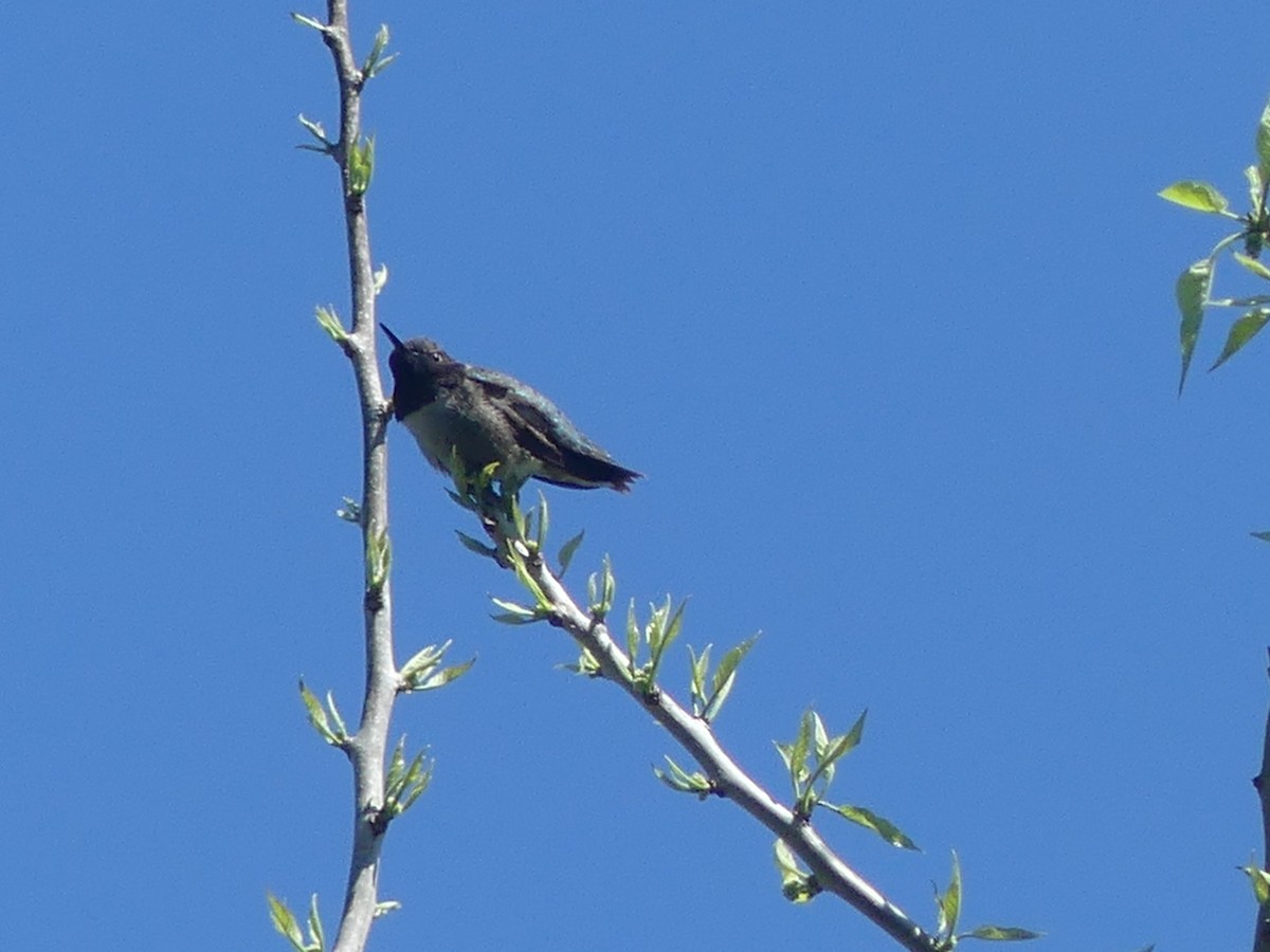 Black-chinned Hummingbird - ML618107588