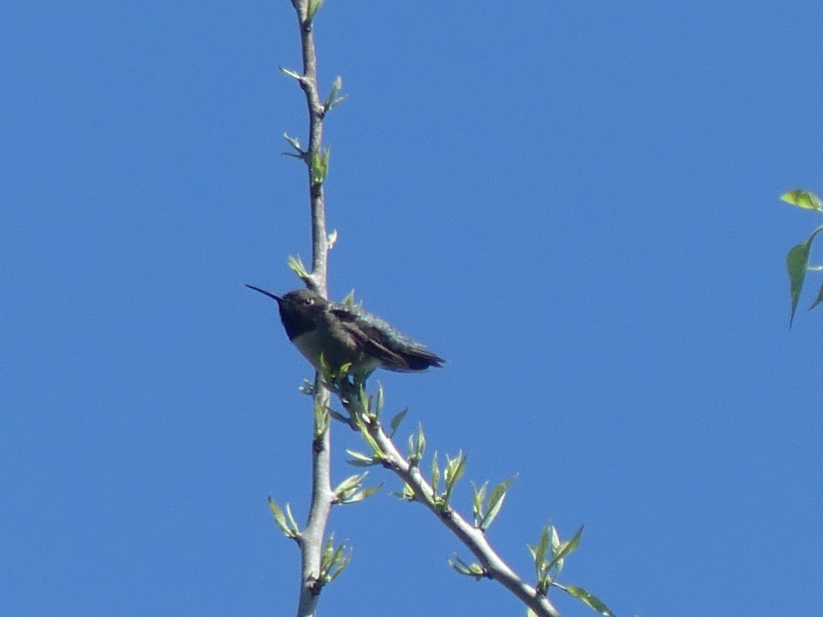 Black-chinned Hummingbird - ML618107589