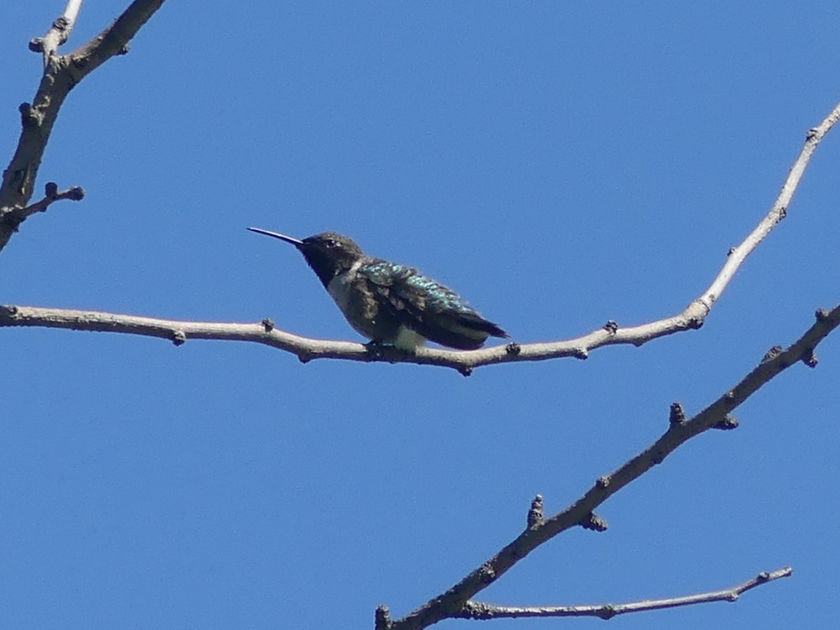 Black-chinned Hummingbird - ML618107611