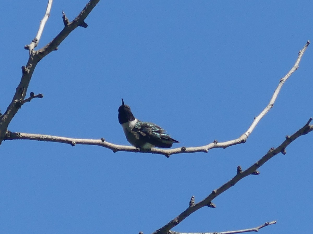 Kara Boğazlı Kolibri - ML618107613