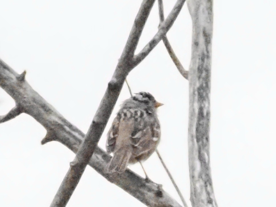 White-crowned Sparrow - ML618107657