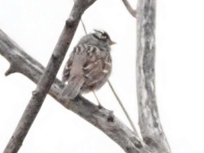 White-crowned Sparrow - ML618107658