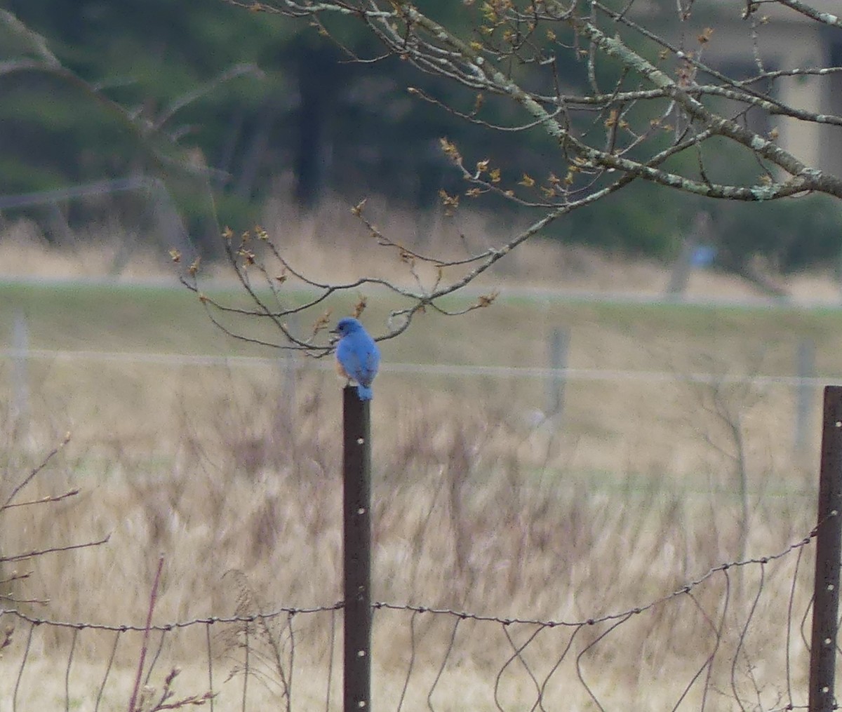 Eastern Bluebird - claudine lafrance cohl