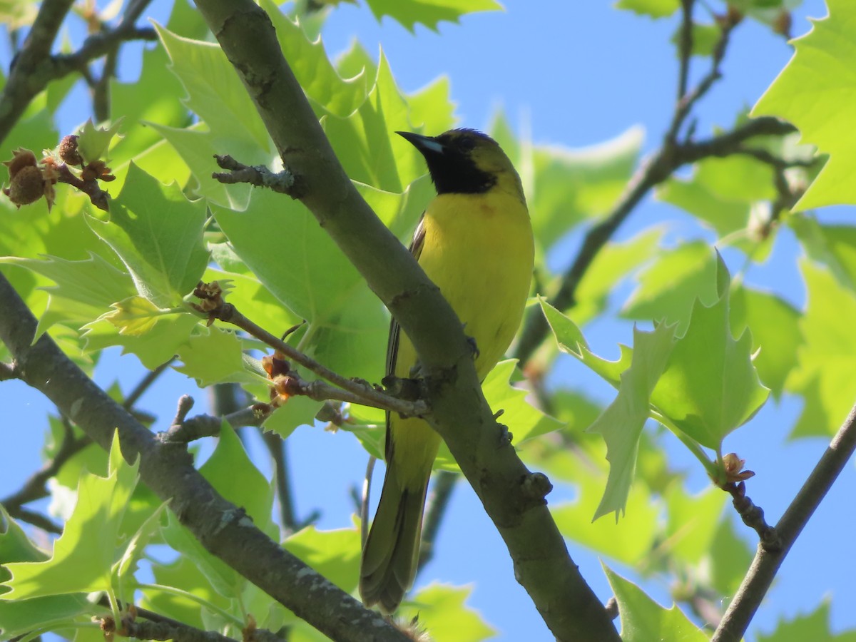 Orchard Oriole - ML618107696