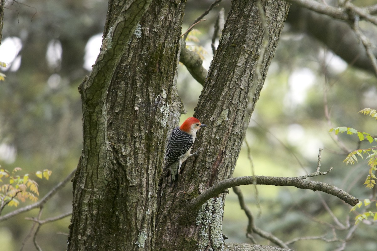 Red-bellied Woodpecker - Megan Johnson