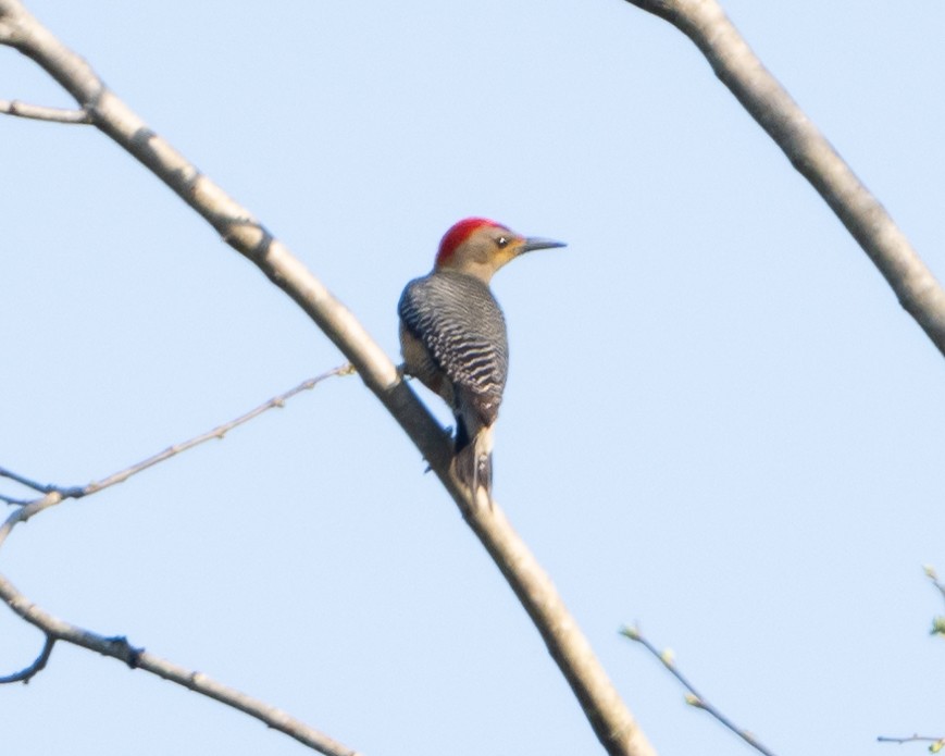 Golden-fronted Woodpecker (Velasquez's) - ML618107703