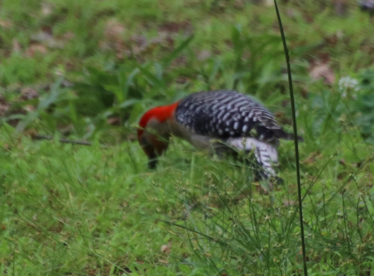 Red-bellied Woodpecker - Betty Thomas