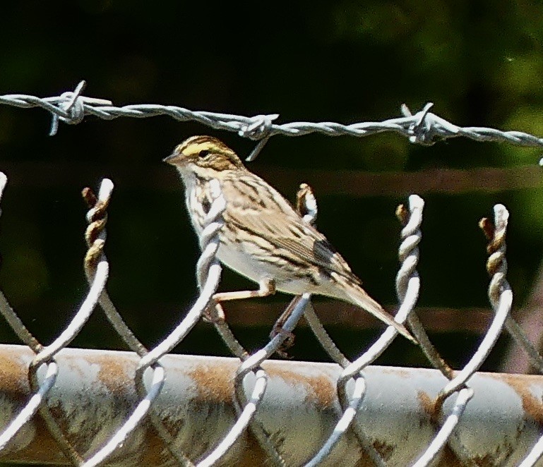 Savannah Sparrow - ML618107767