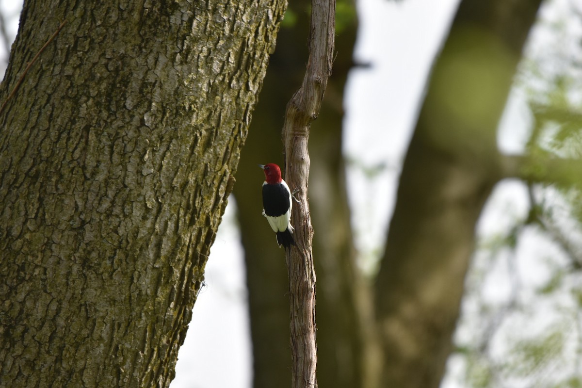 Red-headed Woodpecker - Shane Guenin