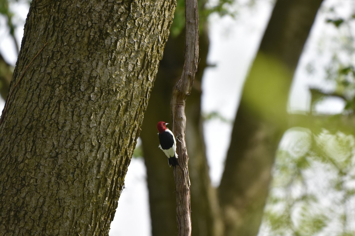Red-headed Woodpecker - Shane Guenin