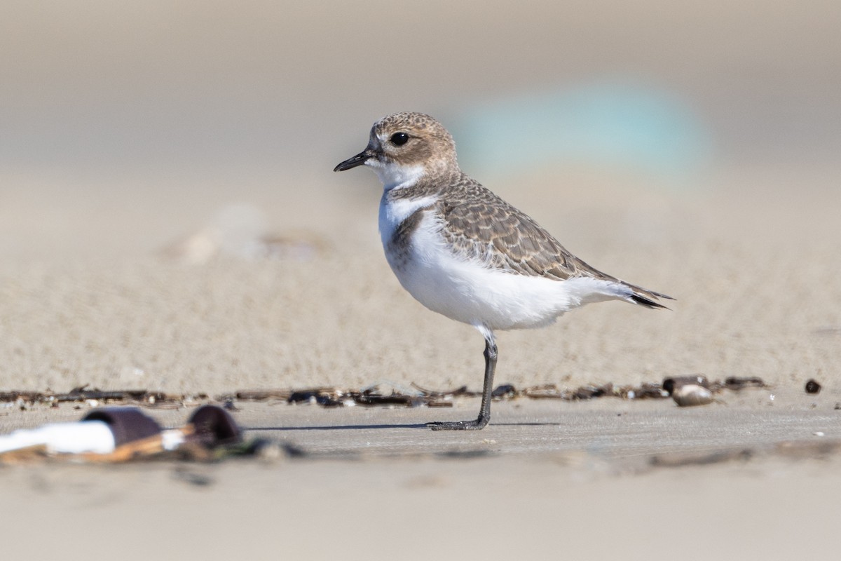 Two-banded Plover - ML618107835