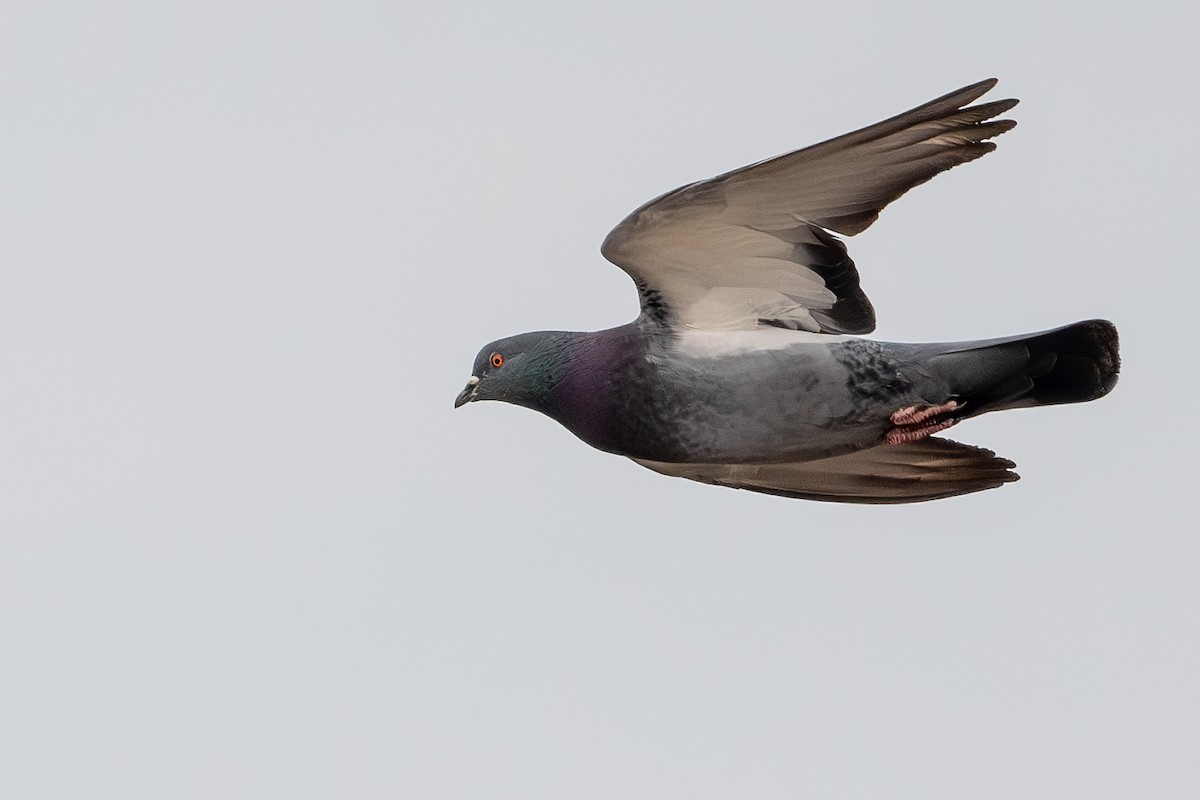 Pigeon biset (forme domestique) - ML618107837