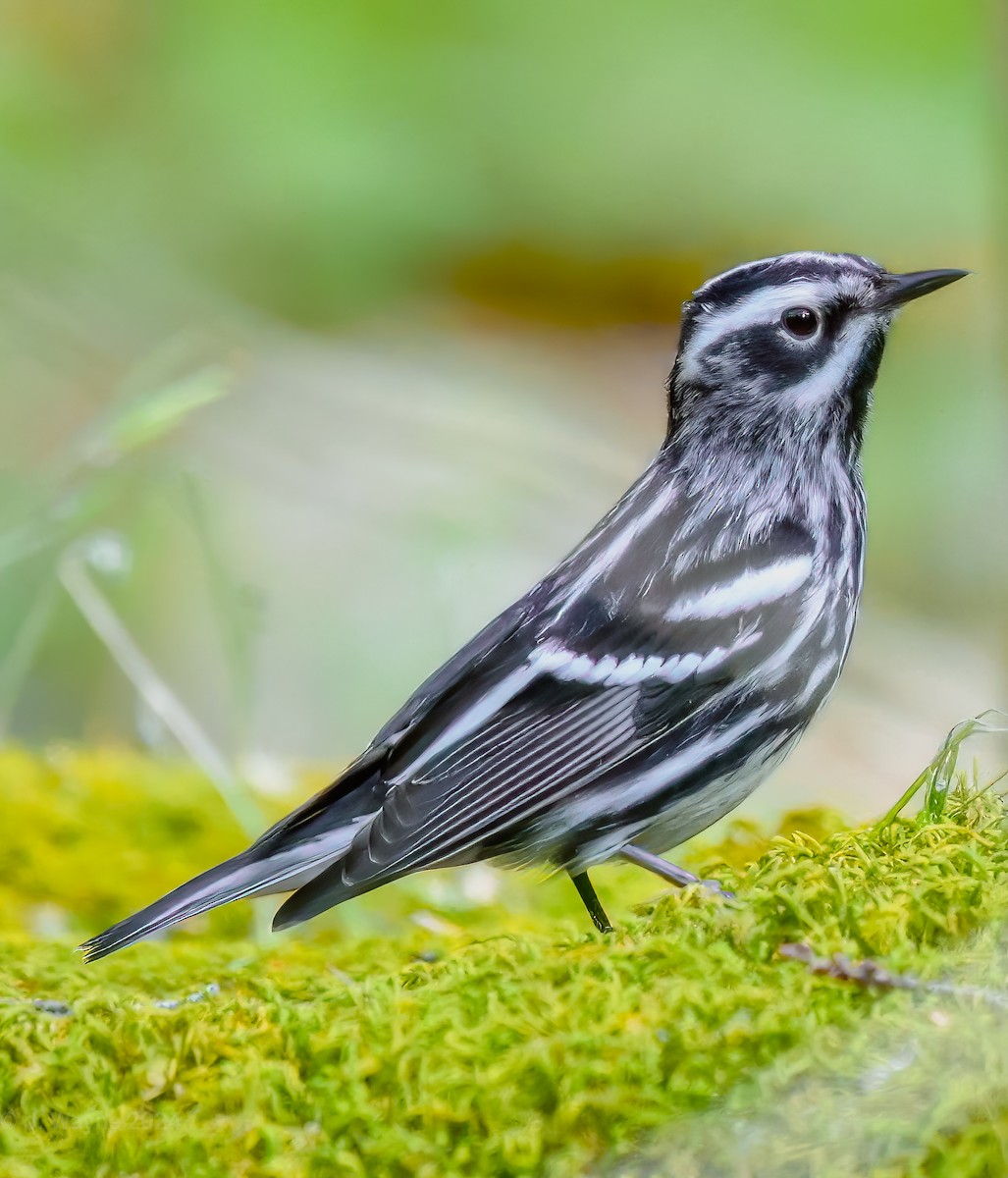 Black-and-white Warbler - ML618107860
