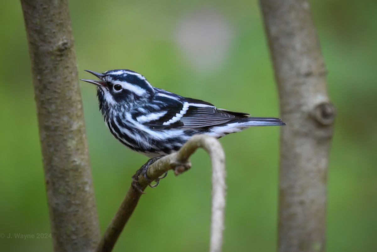 Black-and-white Warbler - ML618107867
