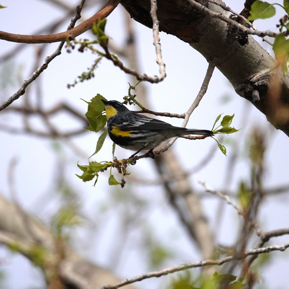 Yellow-rumped Warbler (Audubon's) - ML618107881