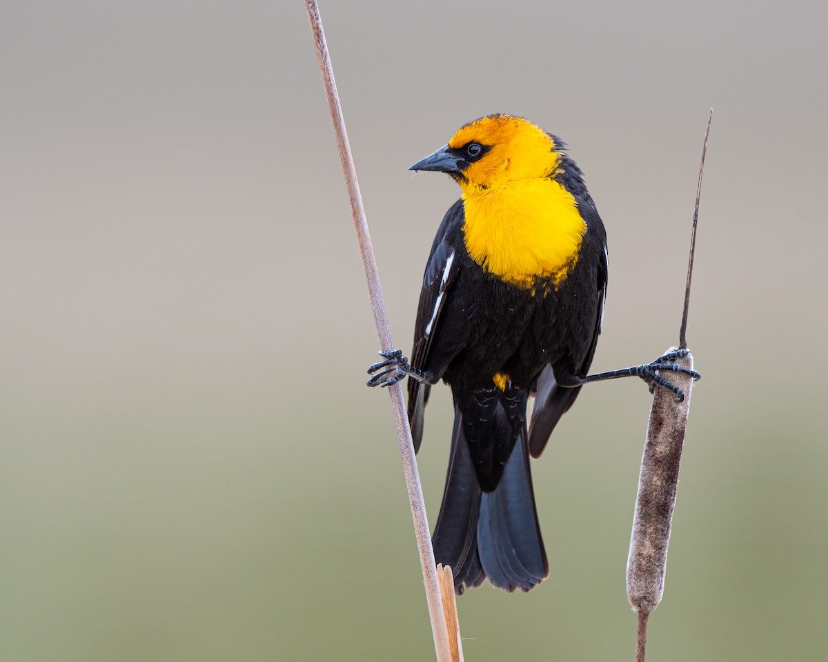 Yellow-headed Blackbird - ML618107889