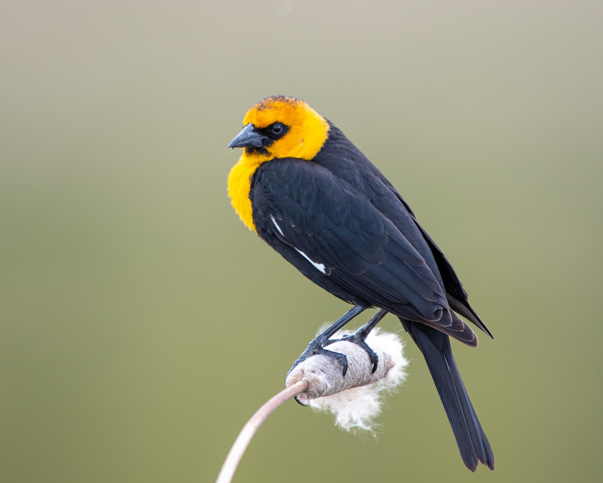 Yellow-headed Blackbird - ML618107890