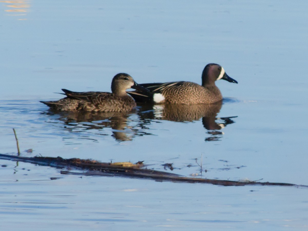 Blue-winged Teal - ML618107917