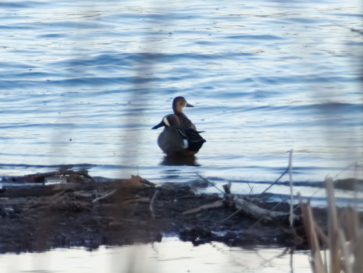Blue-winged Teal - ML618107918